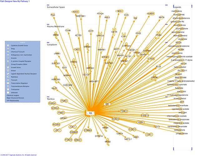 AR genes and ligands